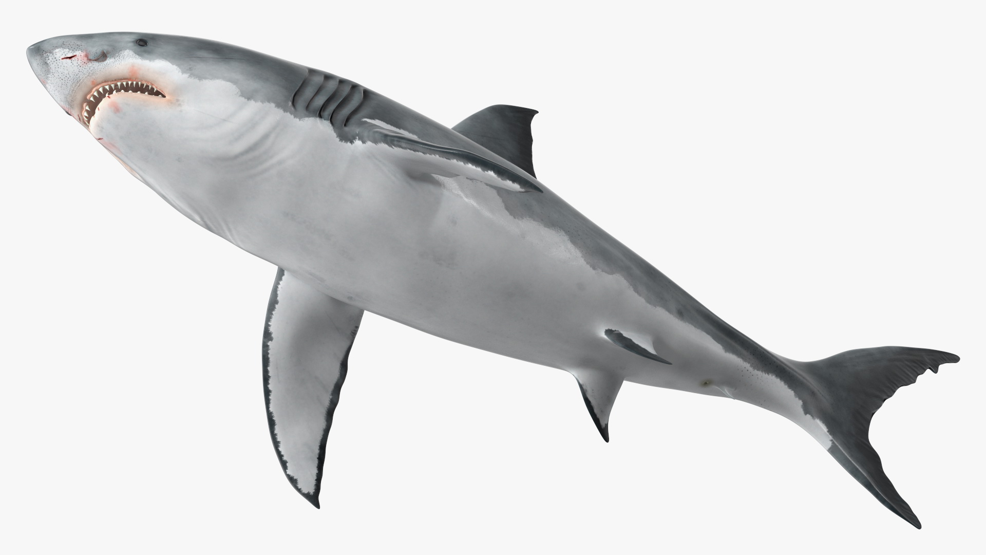 3D Great White Shark Blood Stained Rigged model