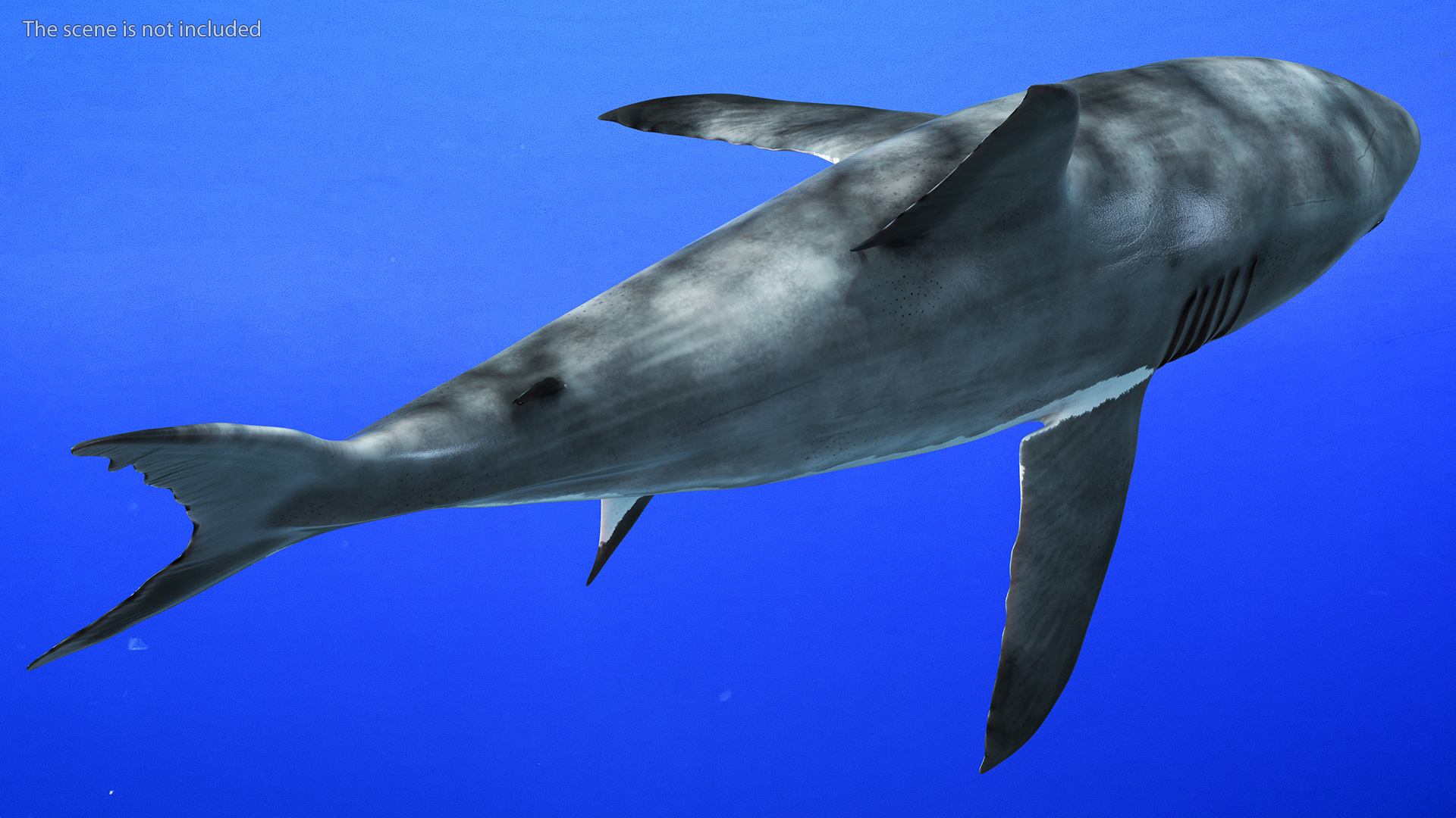 3D Great White Shark Blood Stained Rigged model