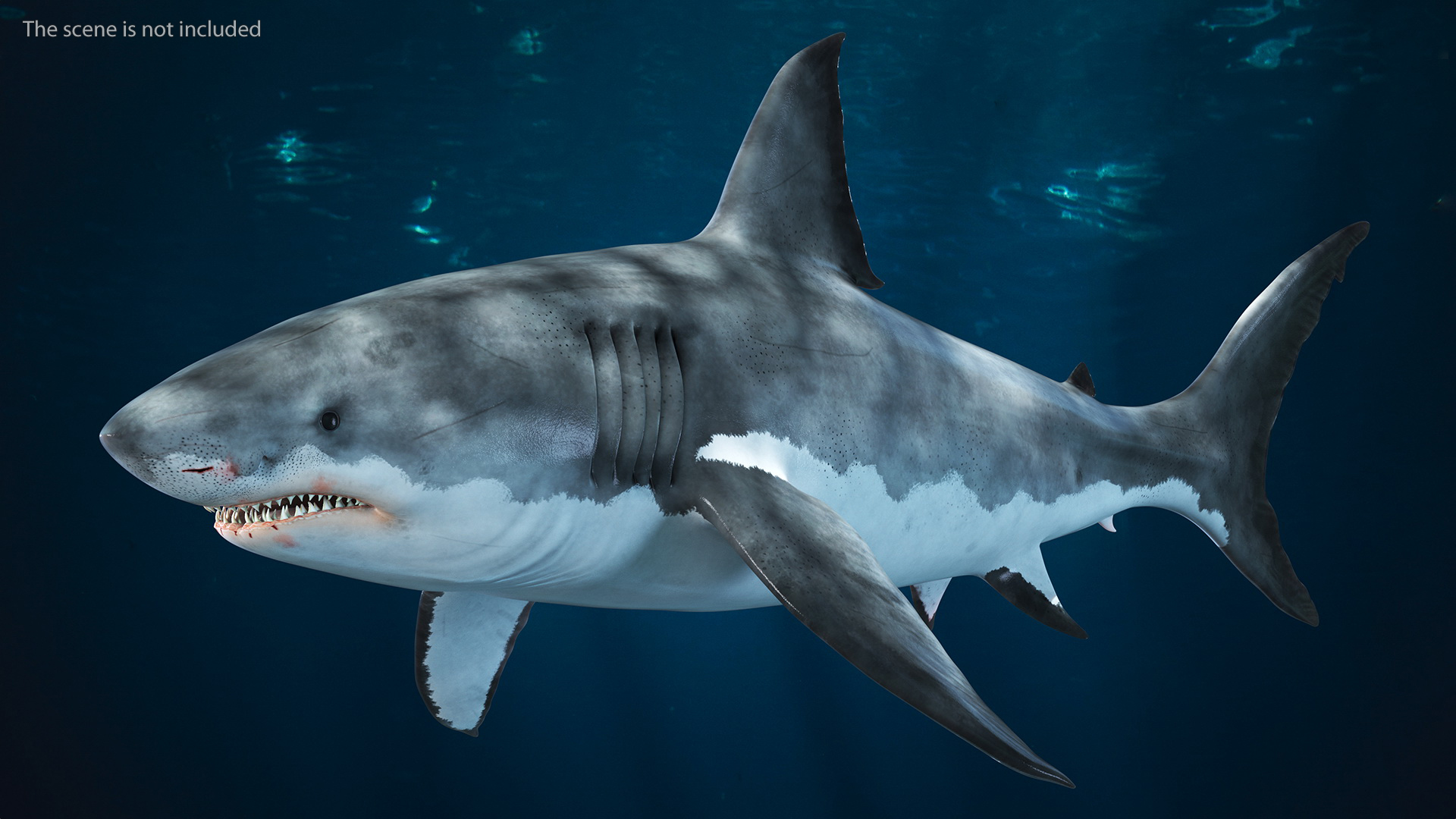 3D Great White Shark Blood Stained Rigged model