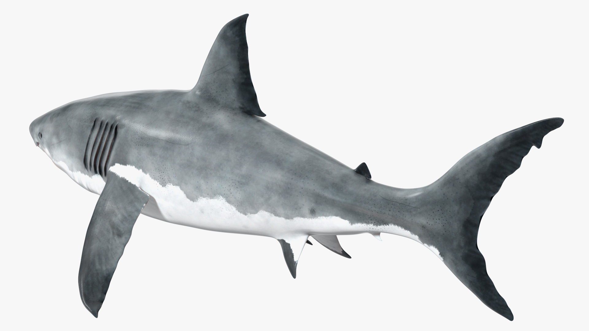 3D Great White Shark Blood Stained Rigged model