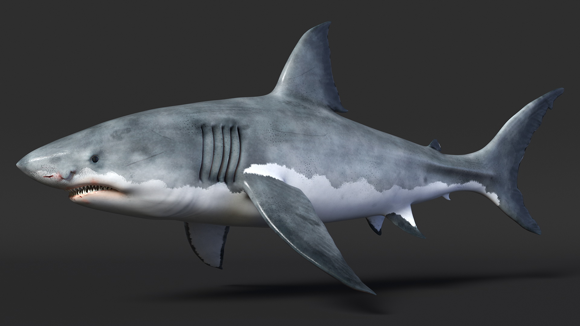 3D Great White Shark Blood Stained Rigged model