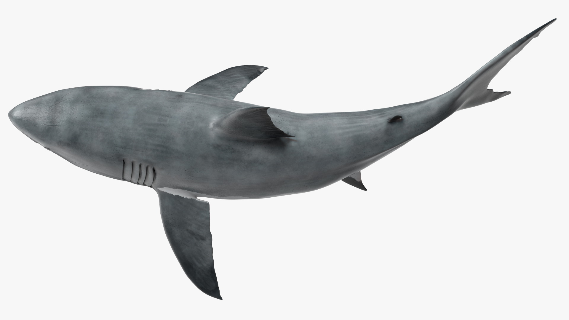 3D Great White Shark Blood Stained Rigged model