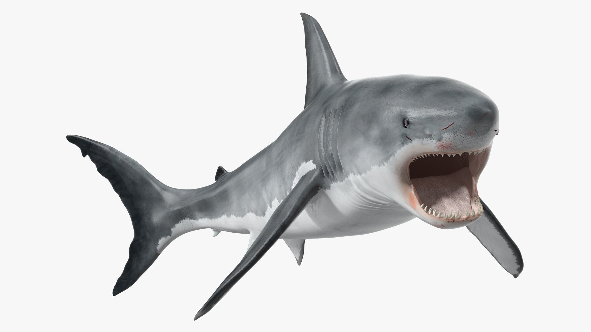 3D Great White Shark Blood Stained Rigged model