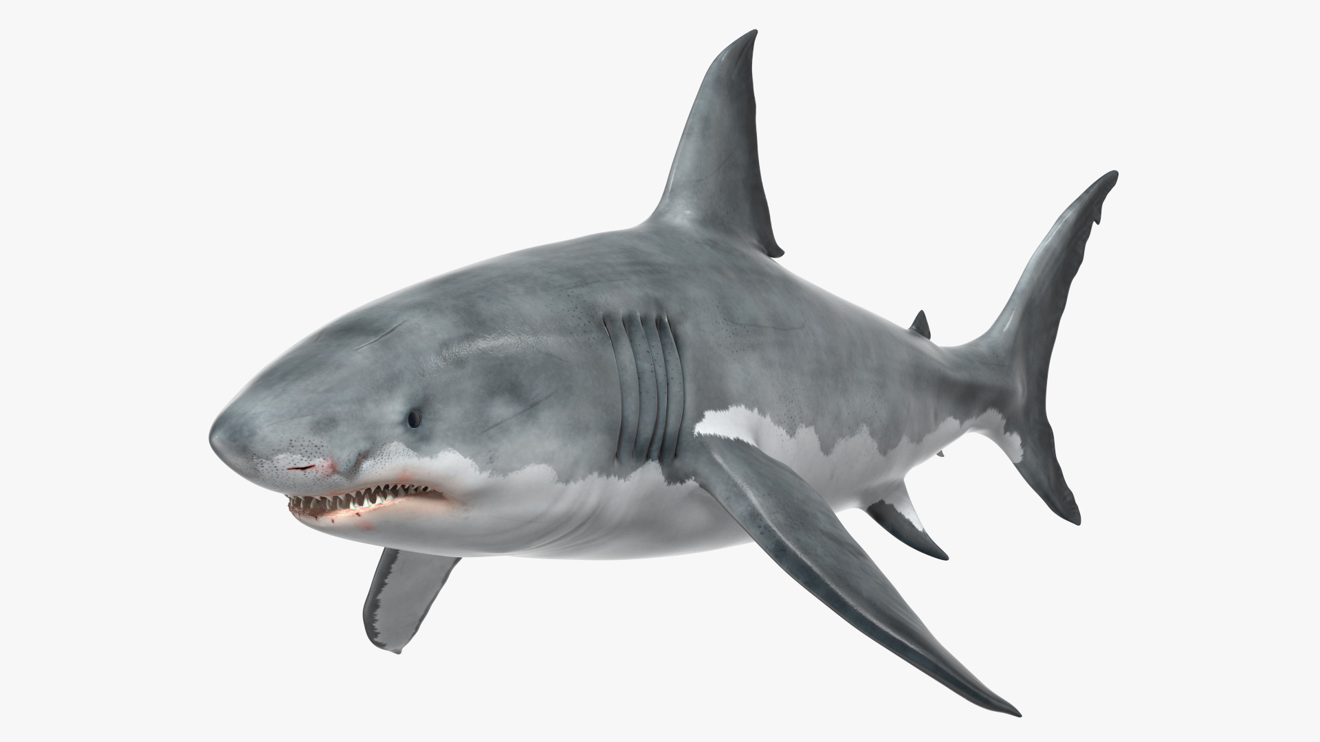 3D Great White Shark Blood Stained Rigged model