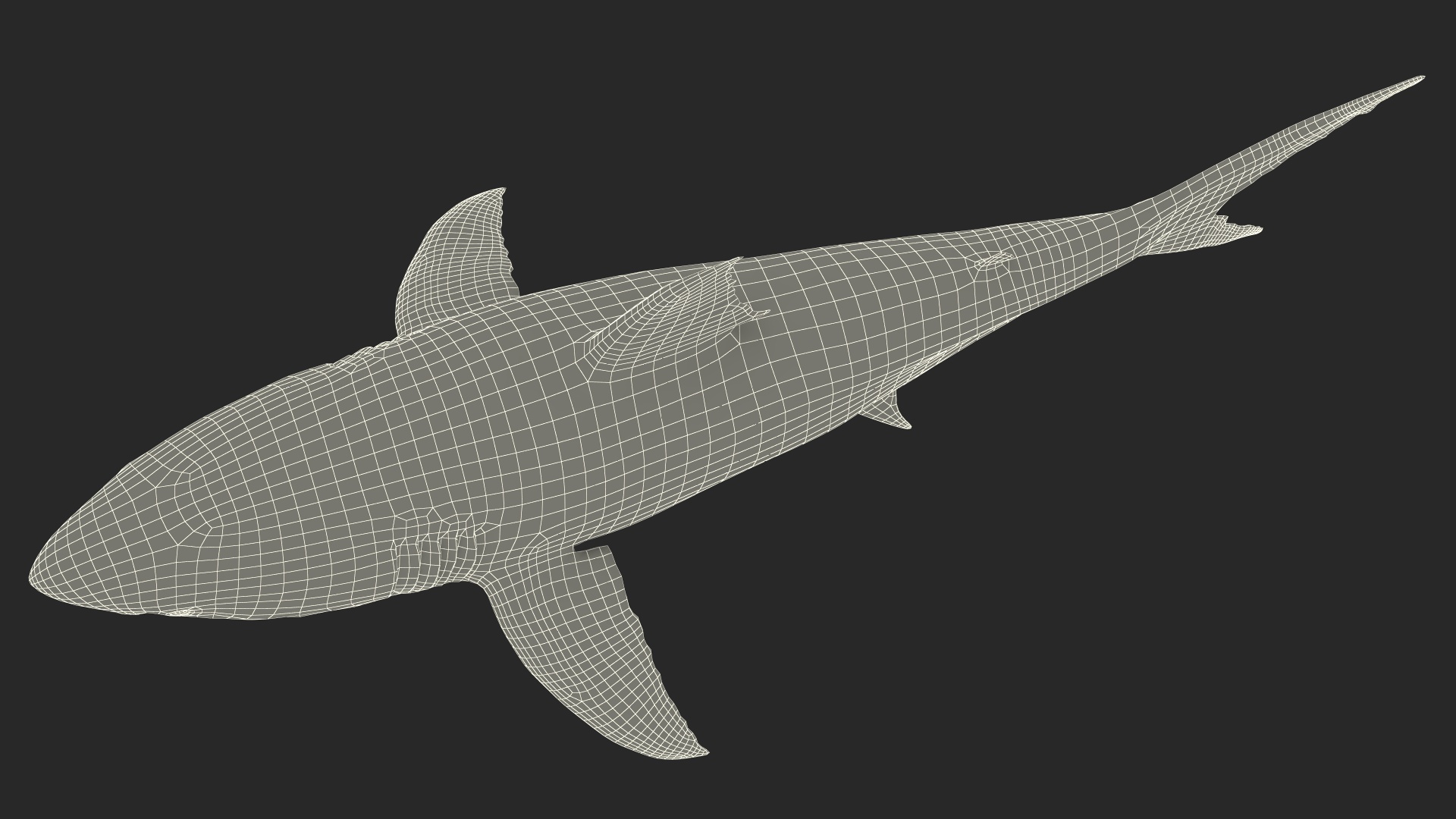3D Great White Shark Blood Stained Rigged model