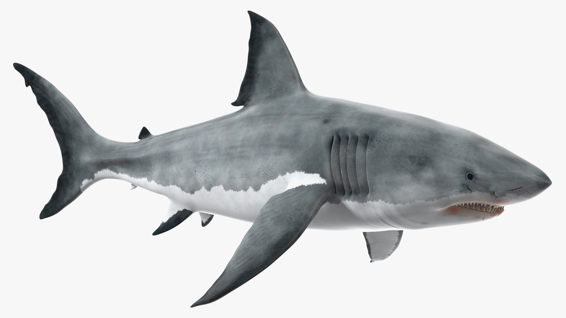 3D Great White Shark Blood Stained Rigged model