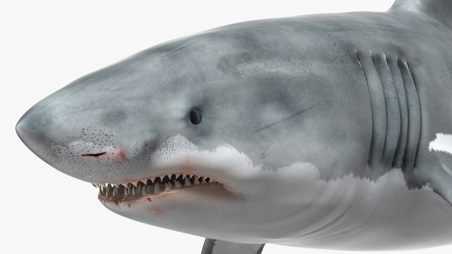 3D Great White Shark Blood Stained Rigged model