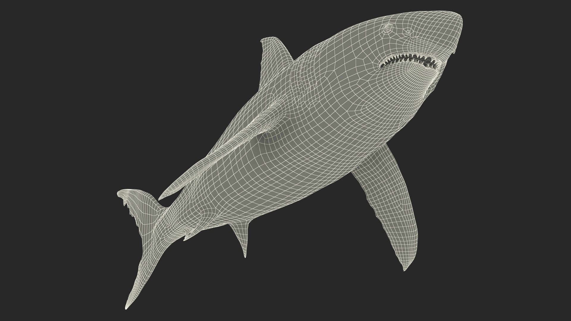 3D Great White Shark Blood Stained Rigged model