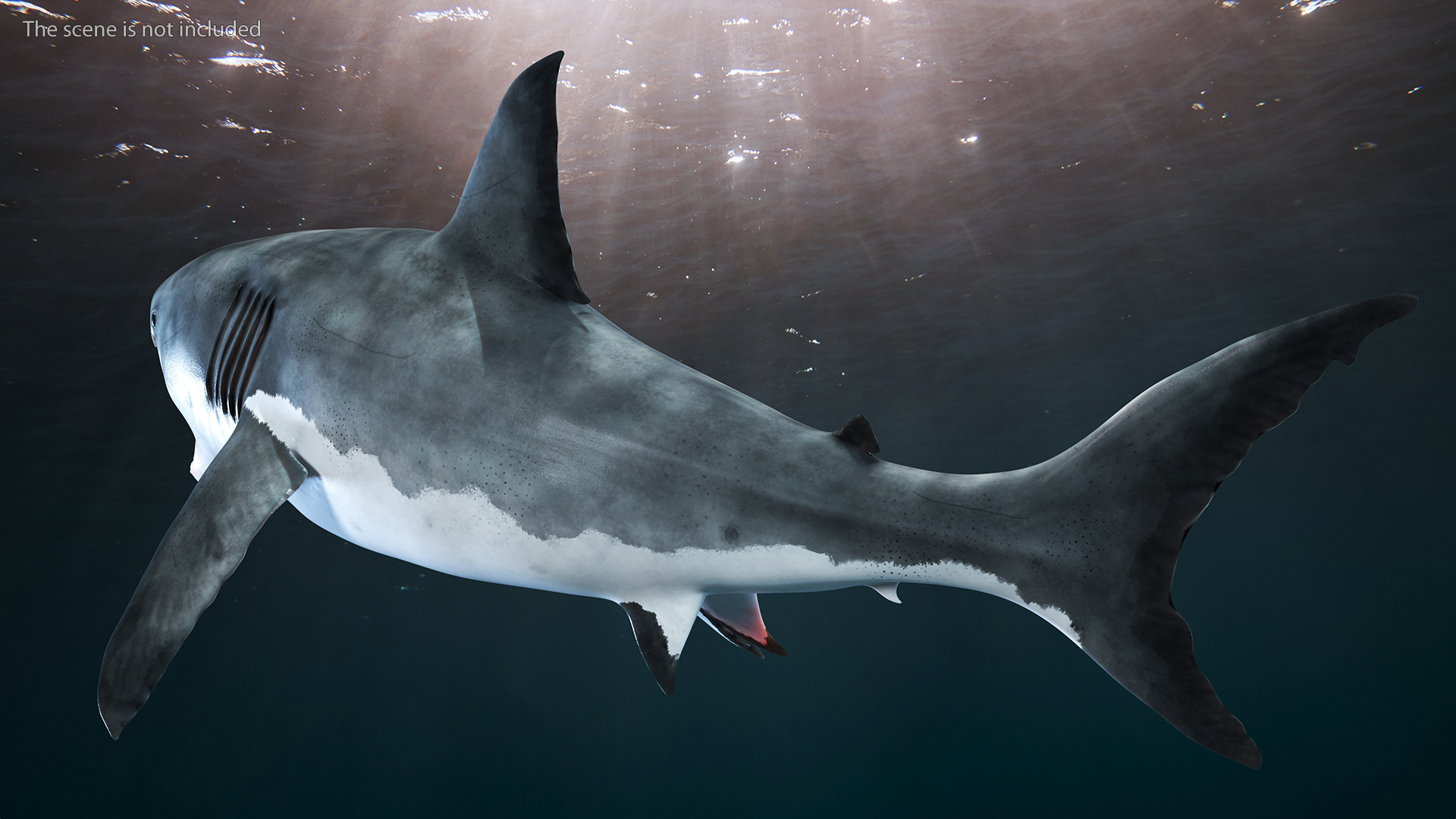 3D Great White Shark Blood Stained Rigged model