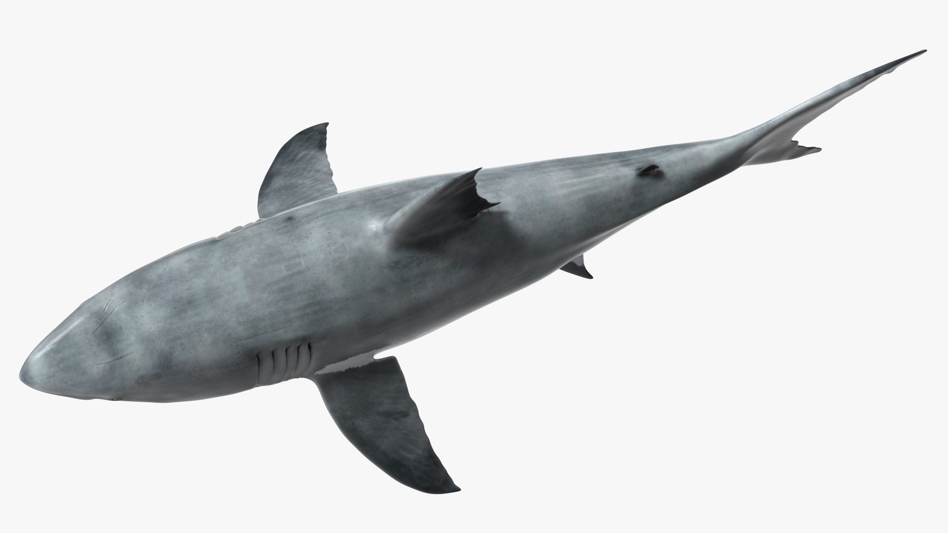 3D Great White Shark Blood Stained Rigged model