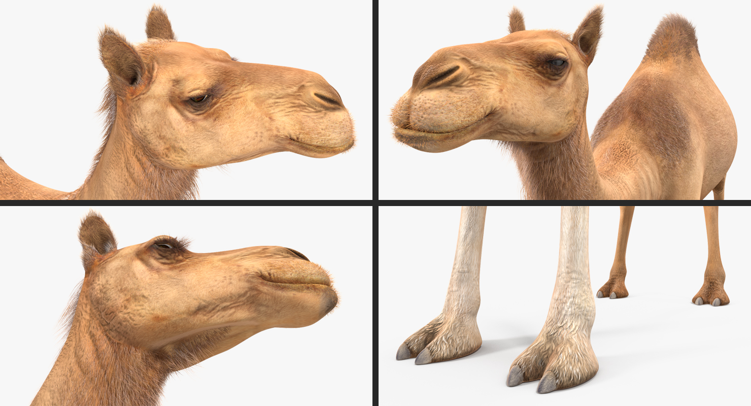 3D Camel Rigged with Fur