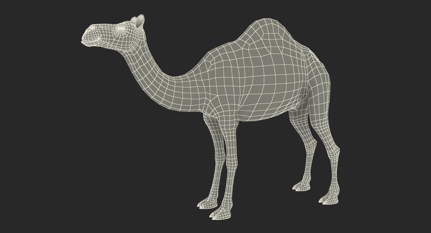 3D Camel Rigged with Fur