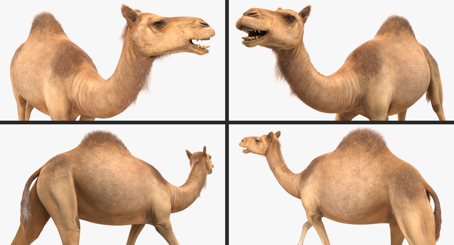 3D Camel Rigged with Fur