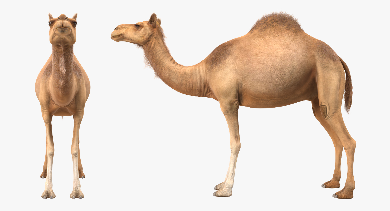 3D Camel Rigged with Fur