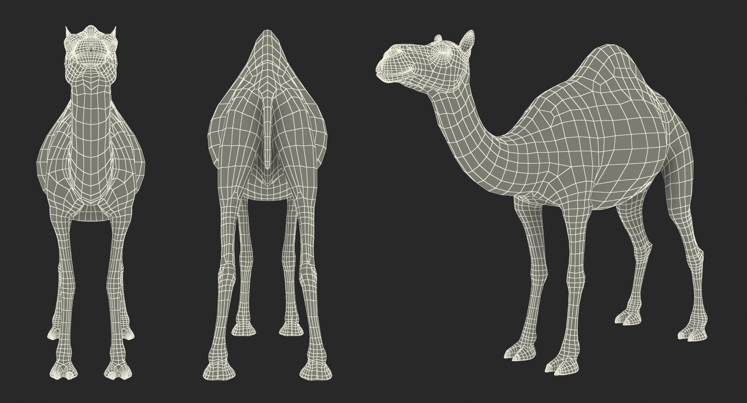 3D Camel Rigged with Fur