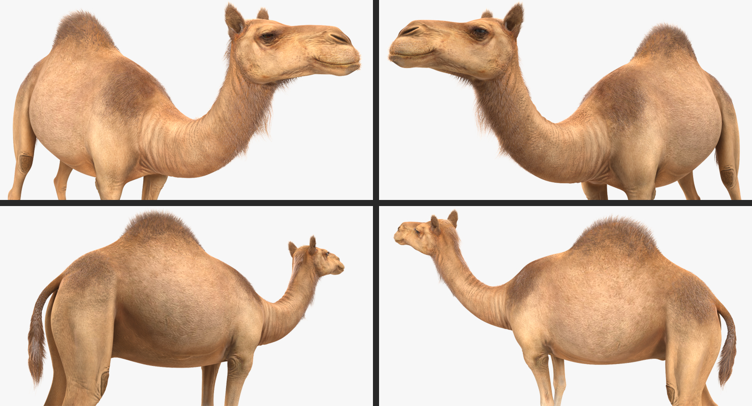3D Camel Rigged with Fur