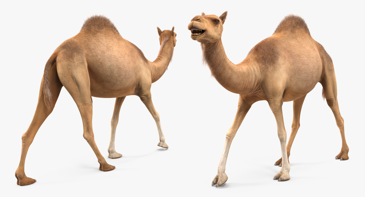 3D Camel Rigged with Fur