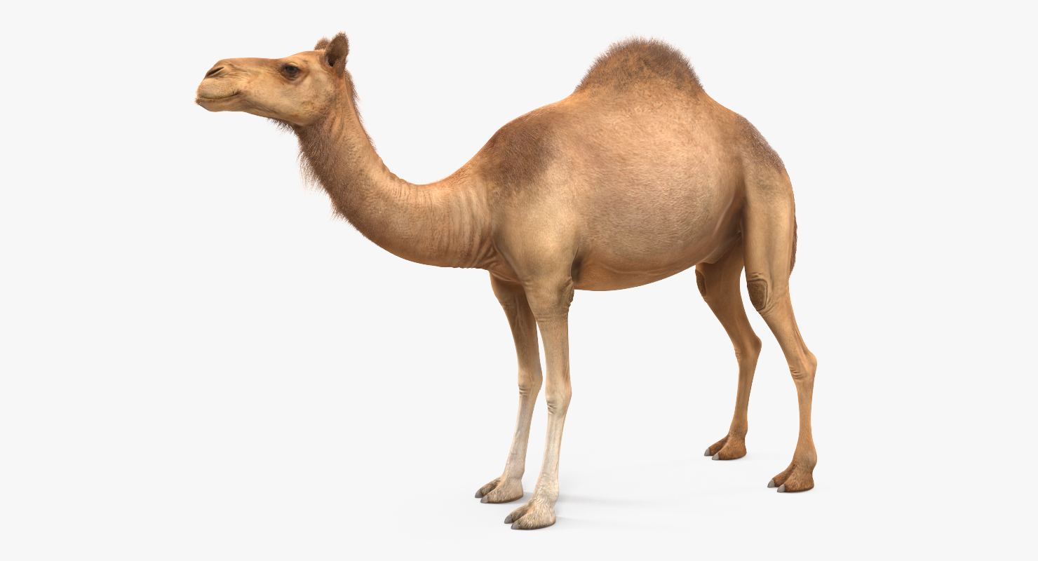 3D Camel Rigged with Fur