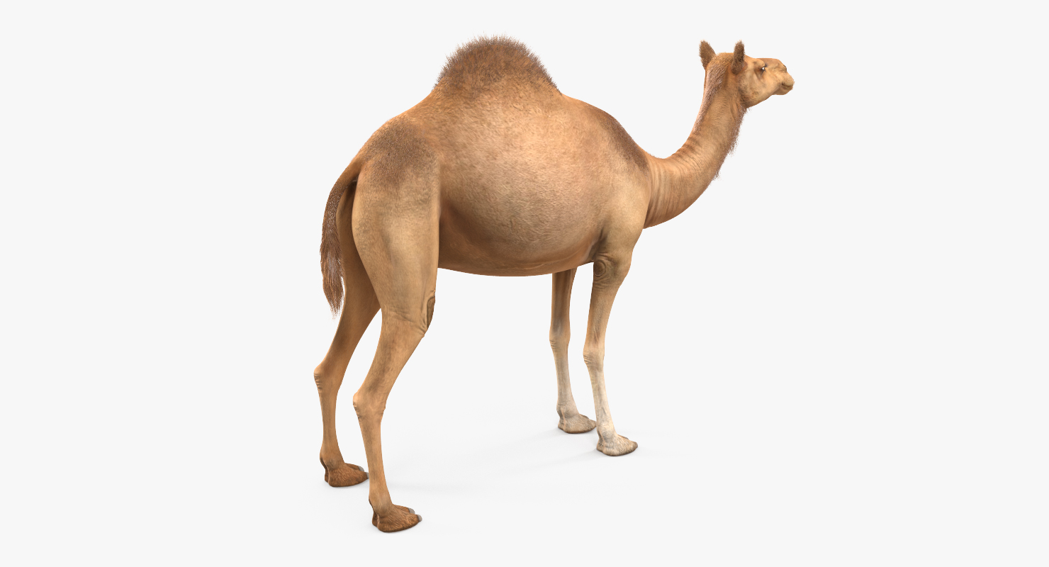 3D Camel Rigged with Fur