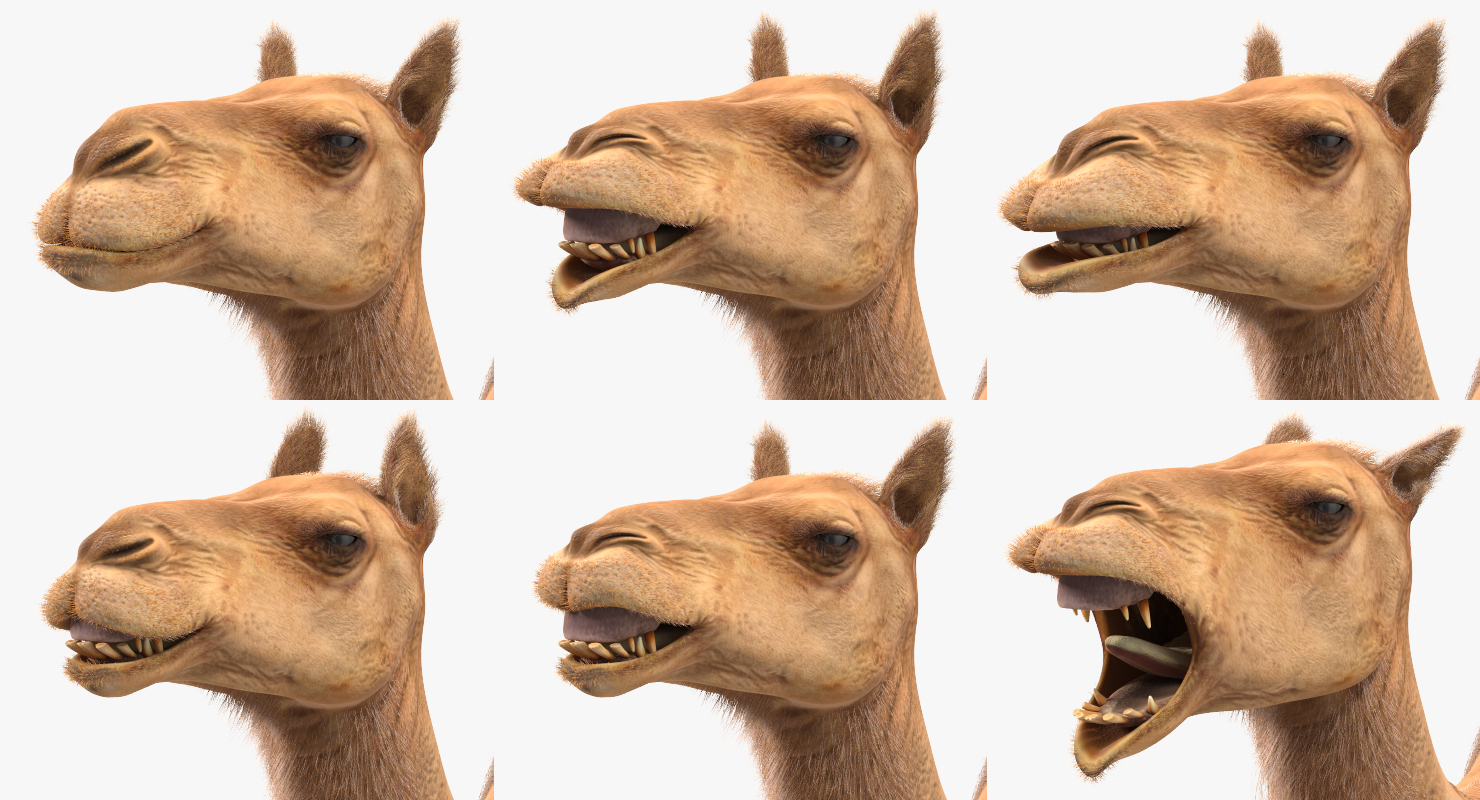 3D Camel Rigged with Fur