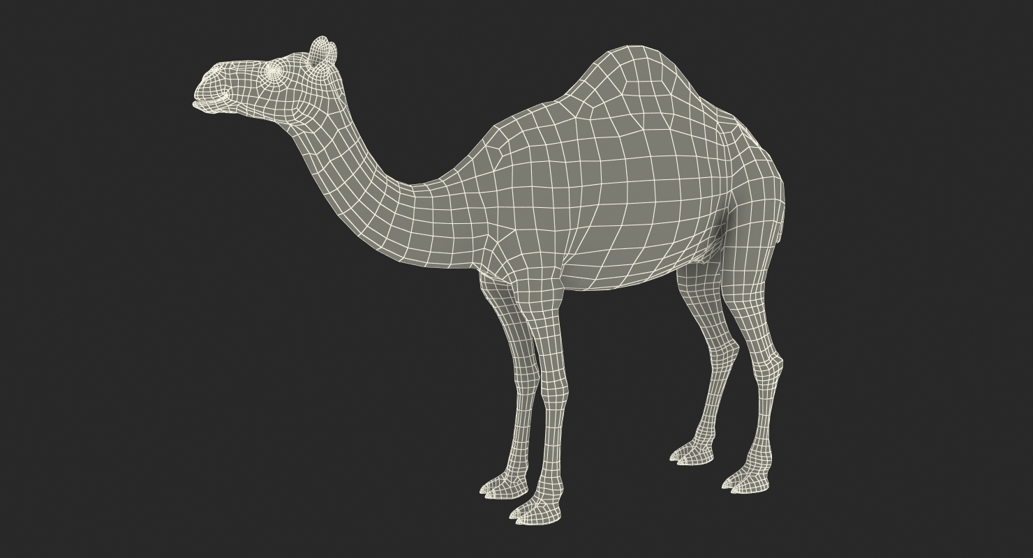 3D Camel Rigged with Fur