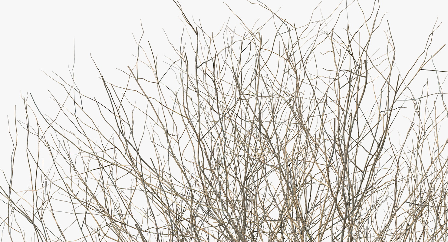 3D Winter Bush