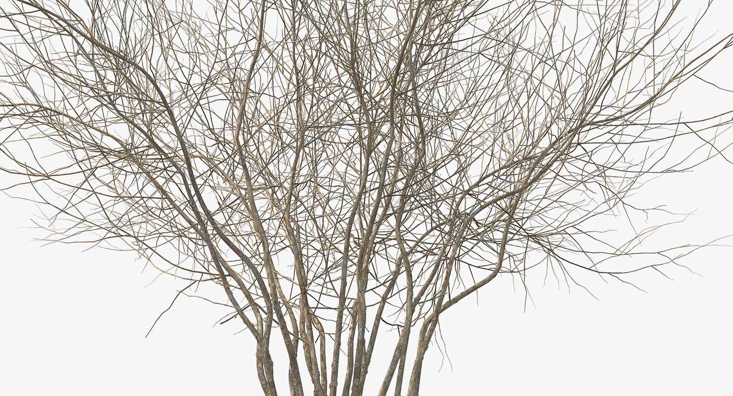 3D Winter Bush