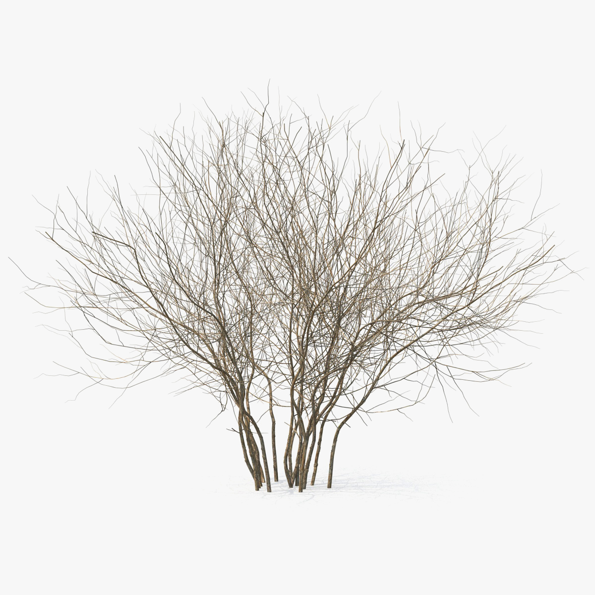 Winter Bush 3D Model