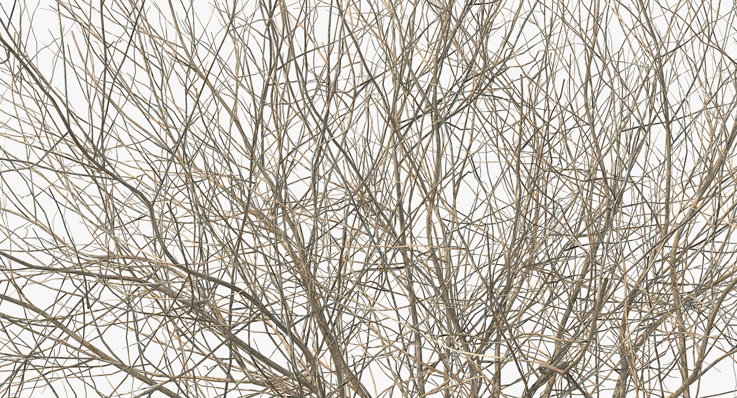 3D Winter Bush