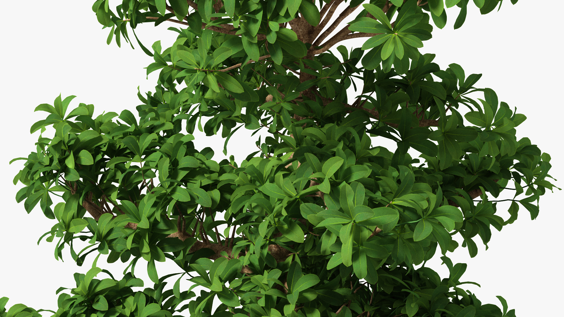 3D Bonsai Tree in Plastic Pot