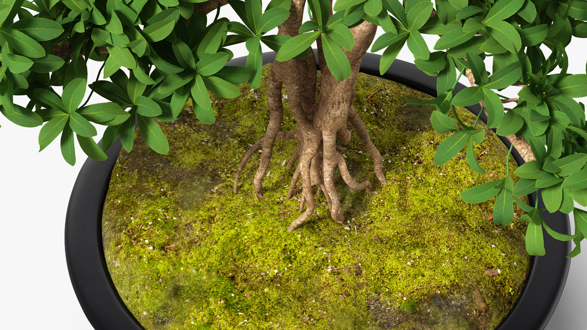 3D Bonsai Tree in Plastic Pot