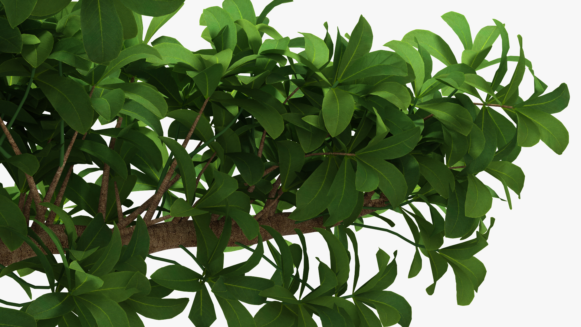 3D Bonsai Tree in Plastic Pot