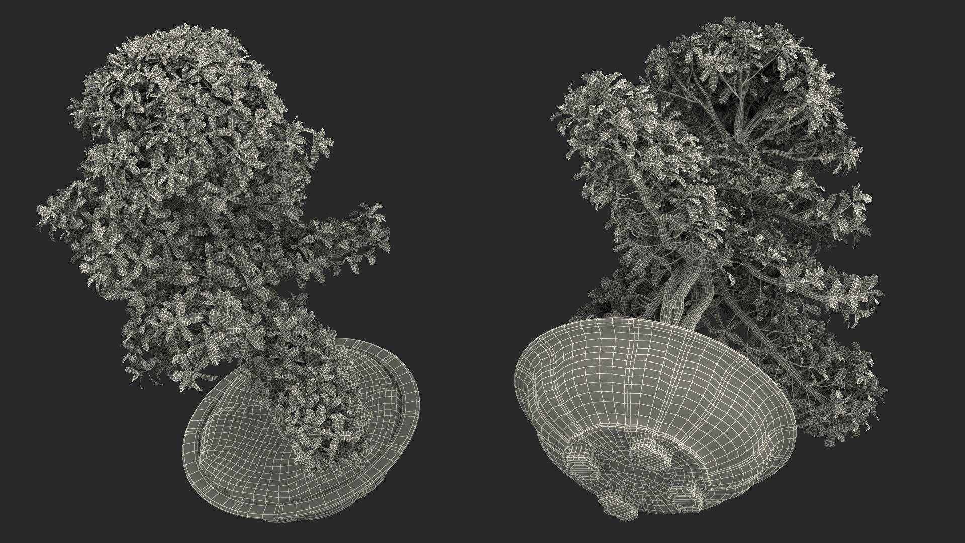 3D Bonsai Tree in Plastic Pot