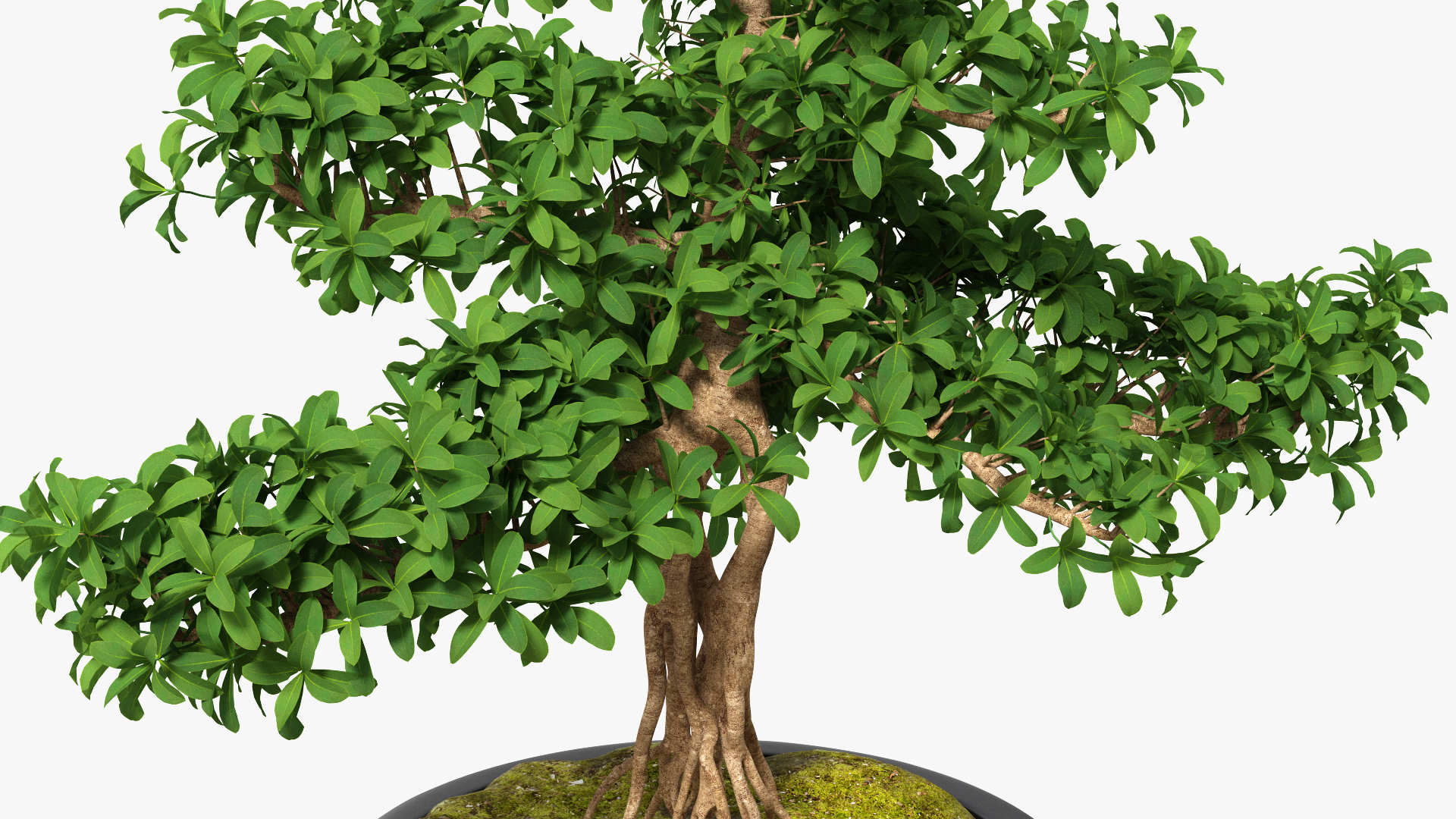 3D Bonsai Tree in Plastic Pot