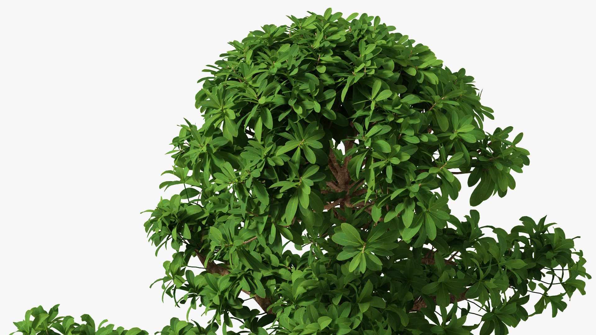 3D Bonsai Tree in Plastic Pot