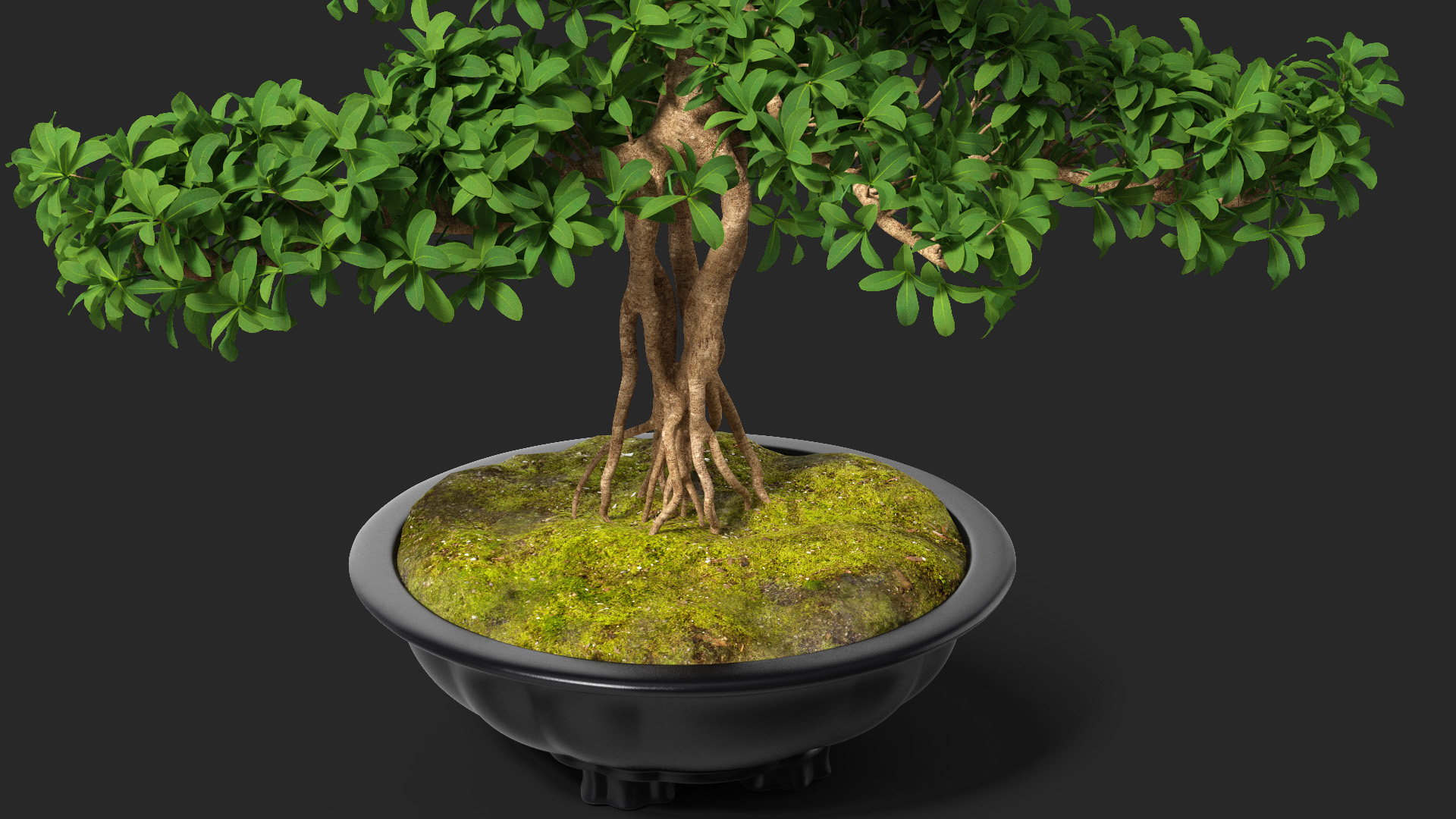 3D Bonsai Tree in Plastic Pot