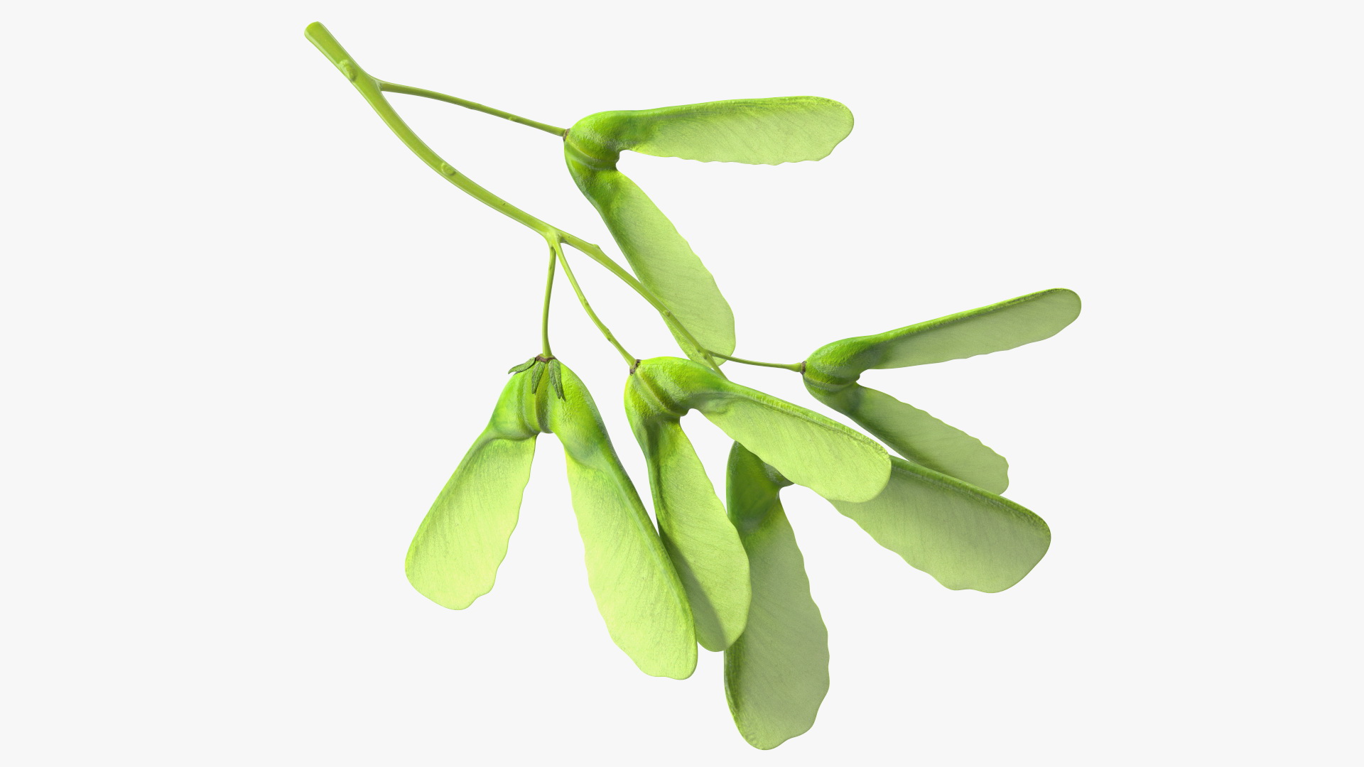 Green Maple Seeds Branch 3D model