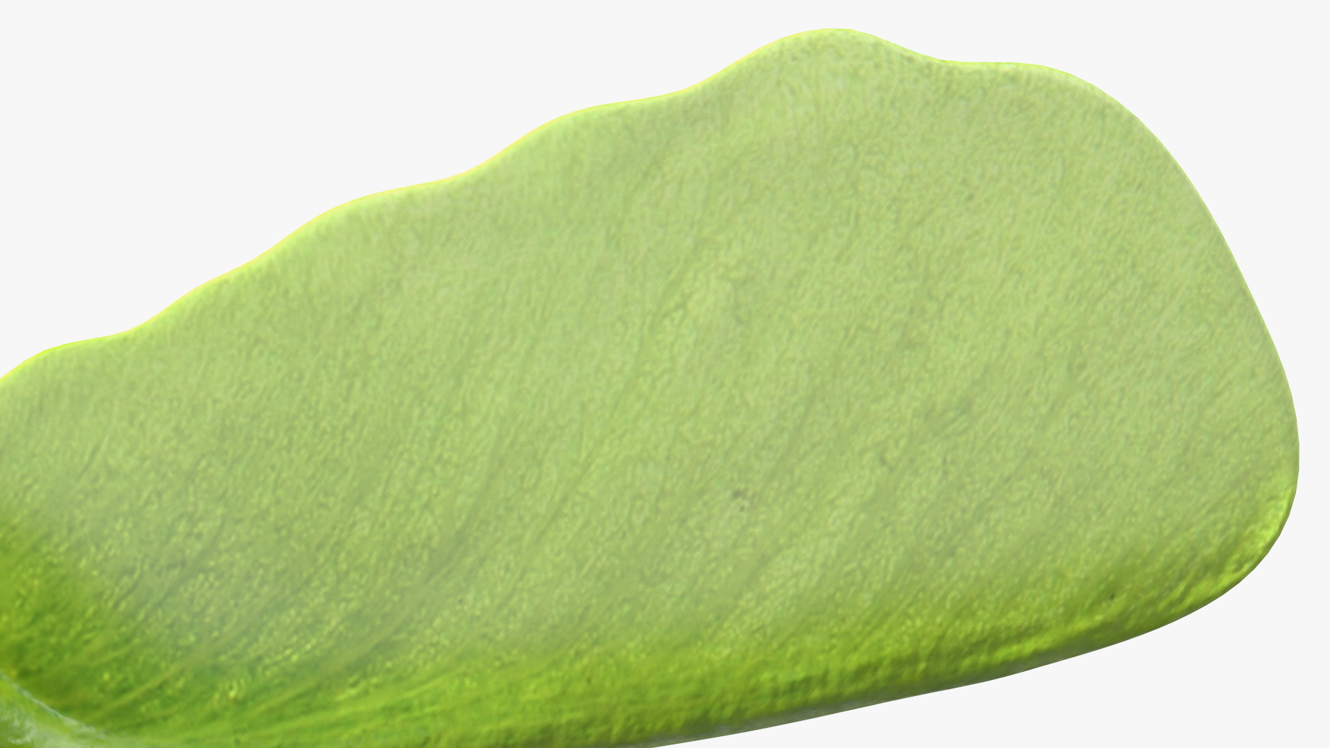 Green Maple Seeds Branch 3D model