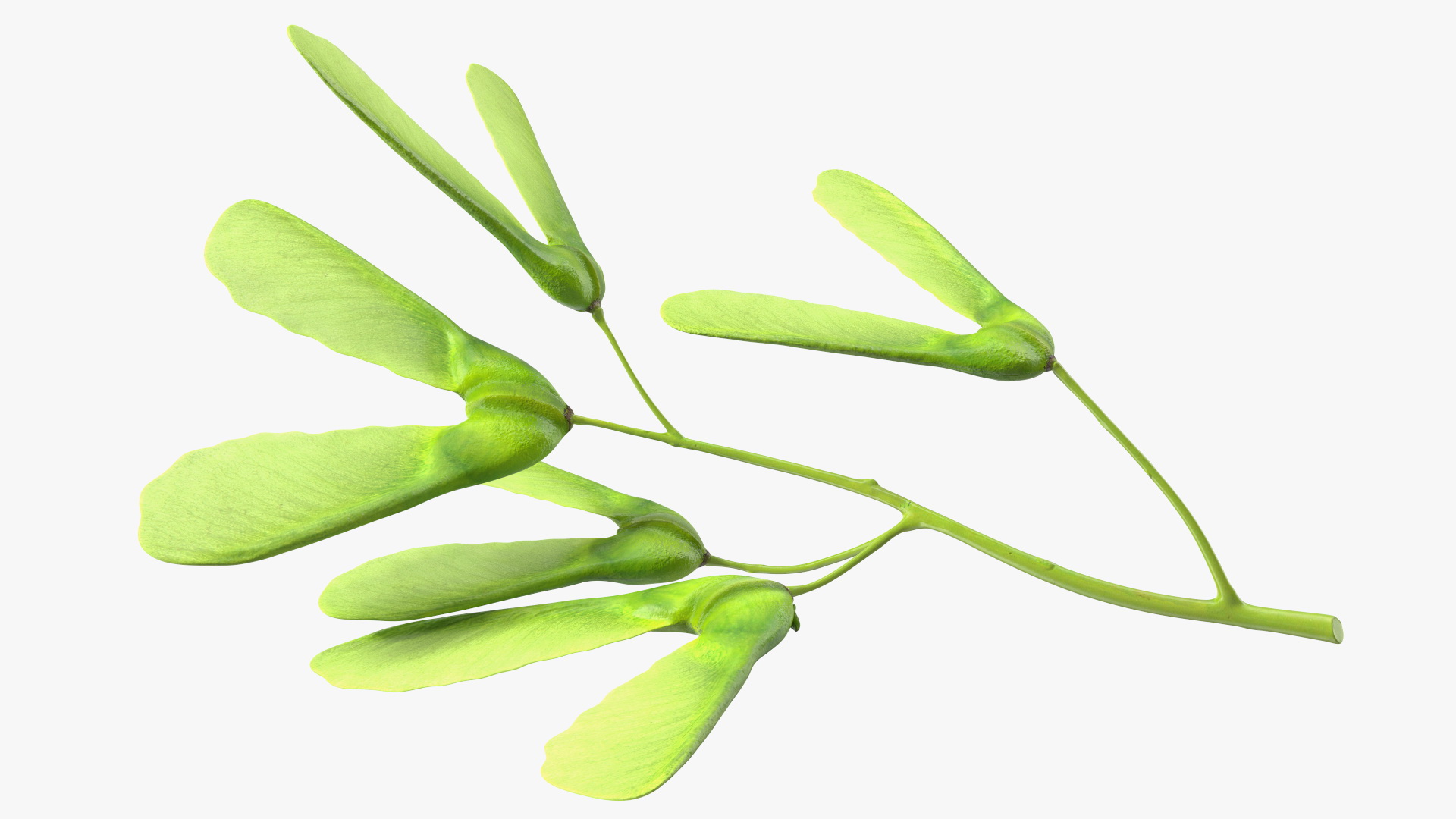 Green Maple Seeds Branch 3D model