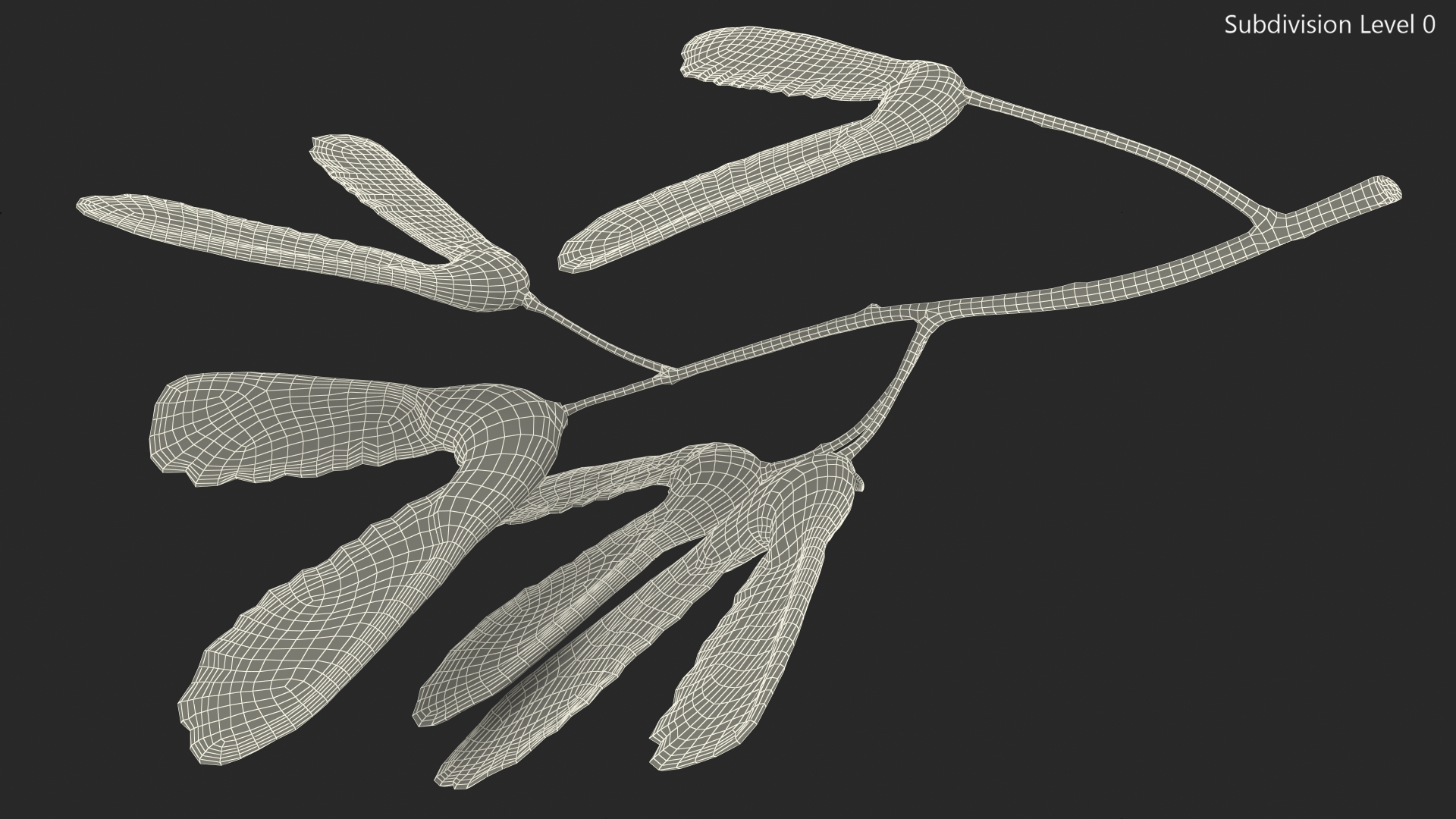 Green Maple Seeds Branch 3D model