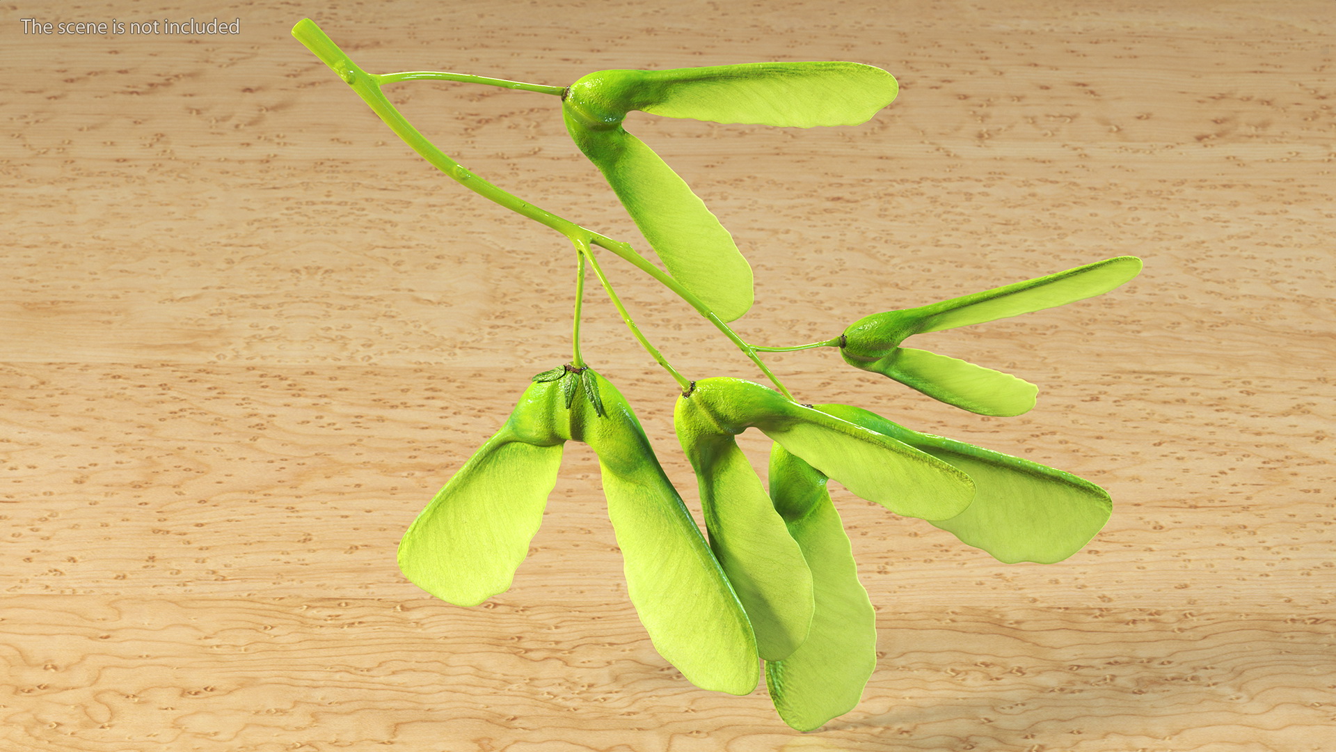 Green Maple Seeds Branch 3D model