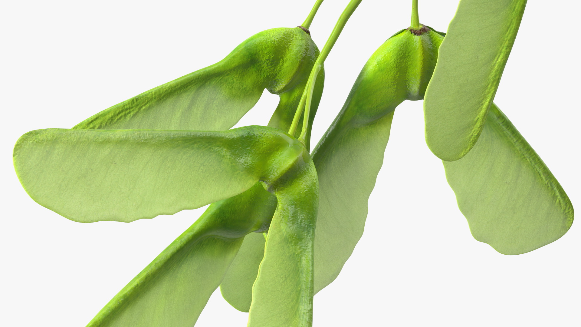 Green Maple Seeds Branch 3D model