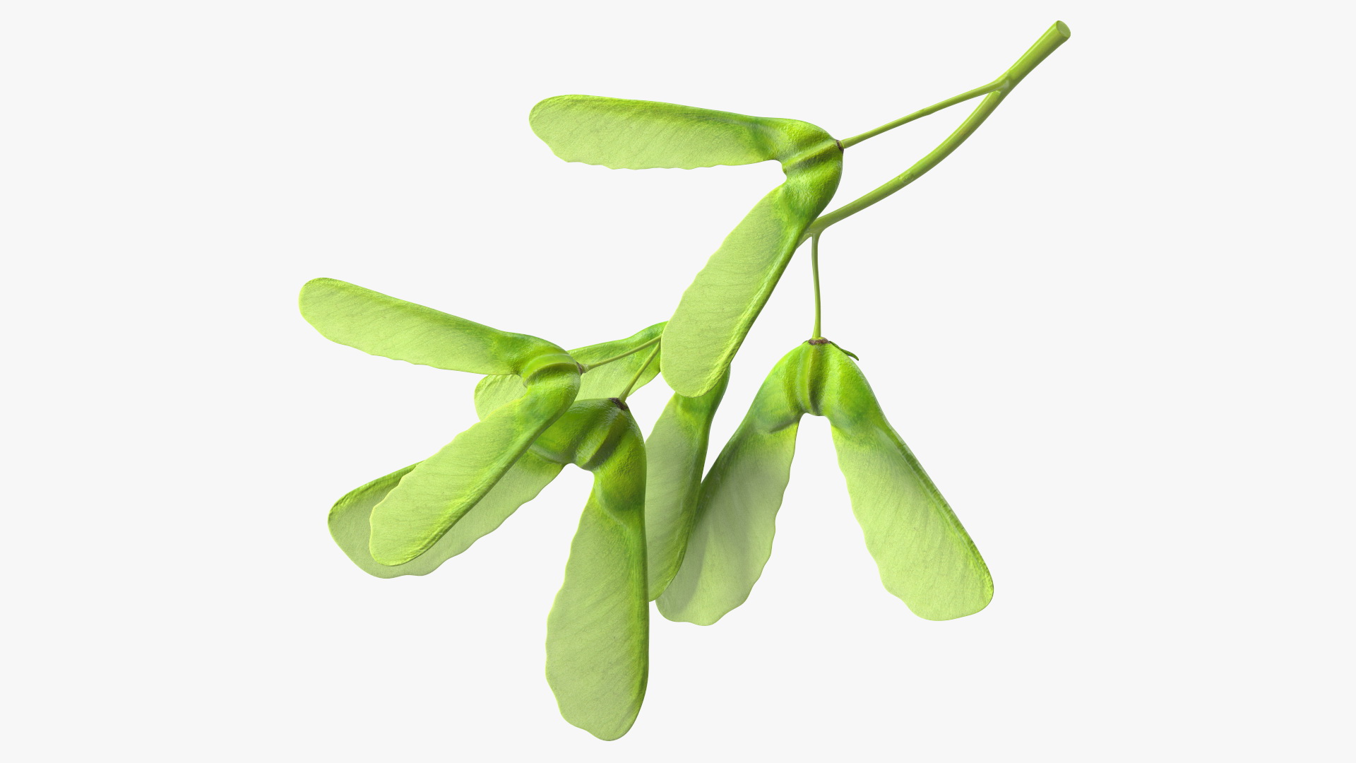 Green Maple Seeds Branch 3D model