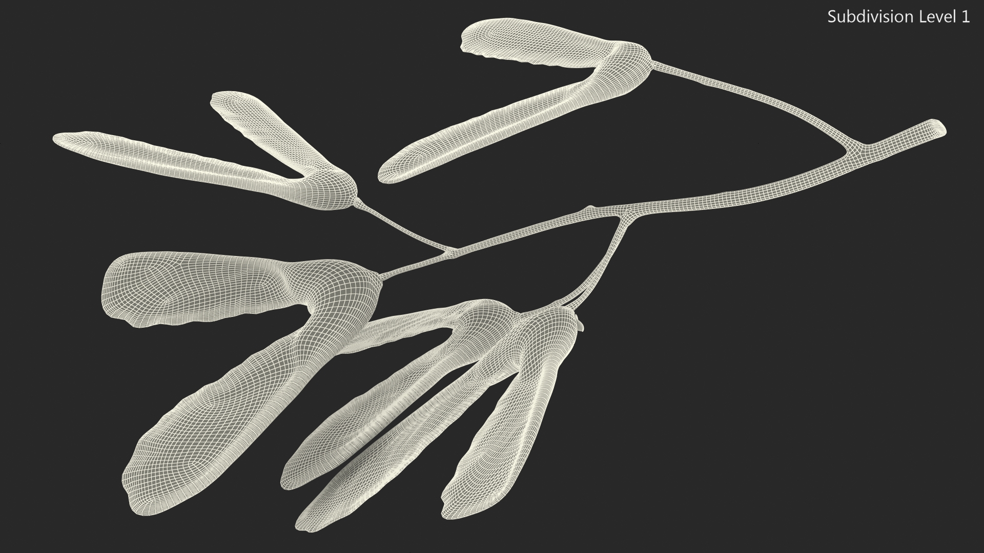 Green Maple Seeds Branch 3D model