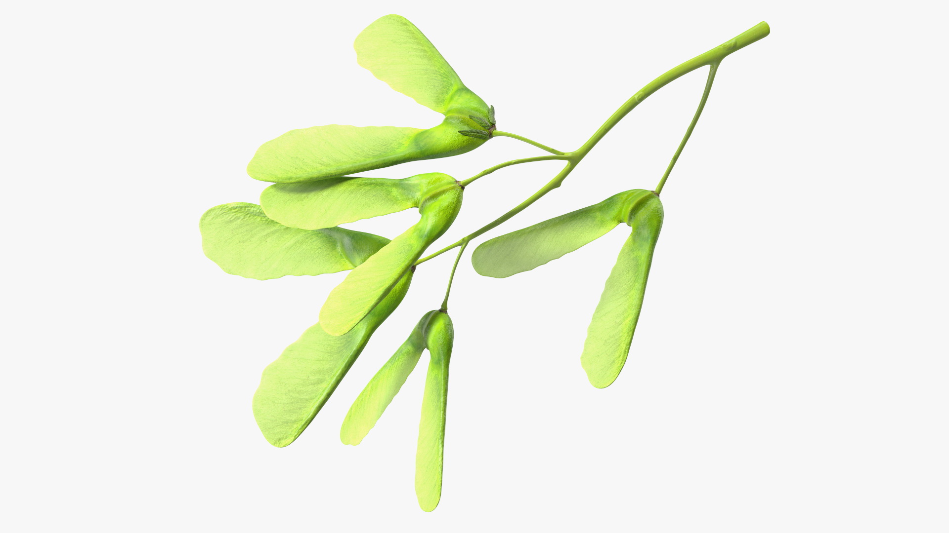 Green Maple Seeds Branch 3D model