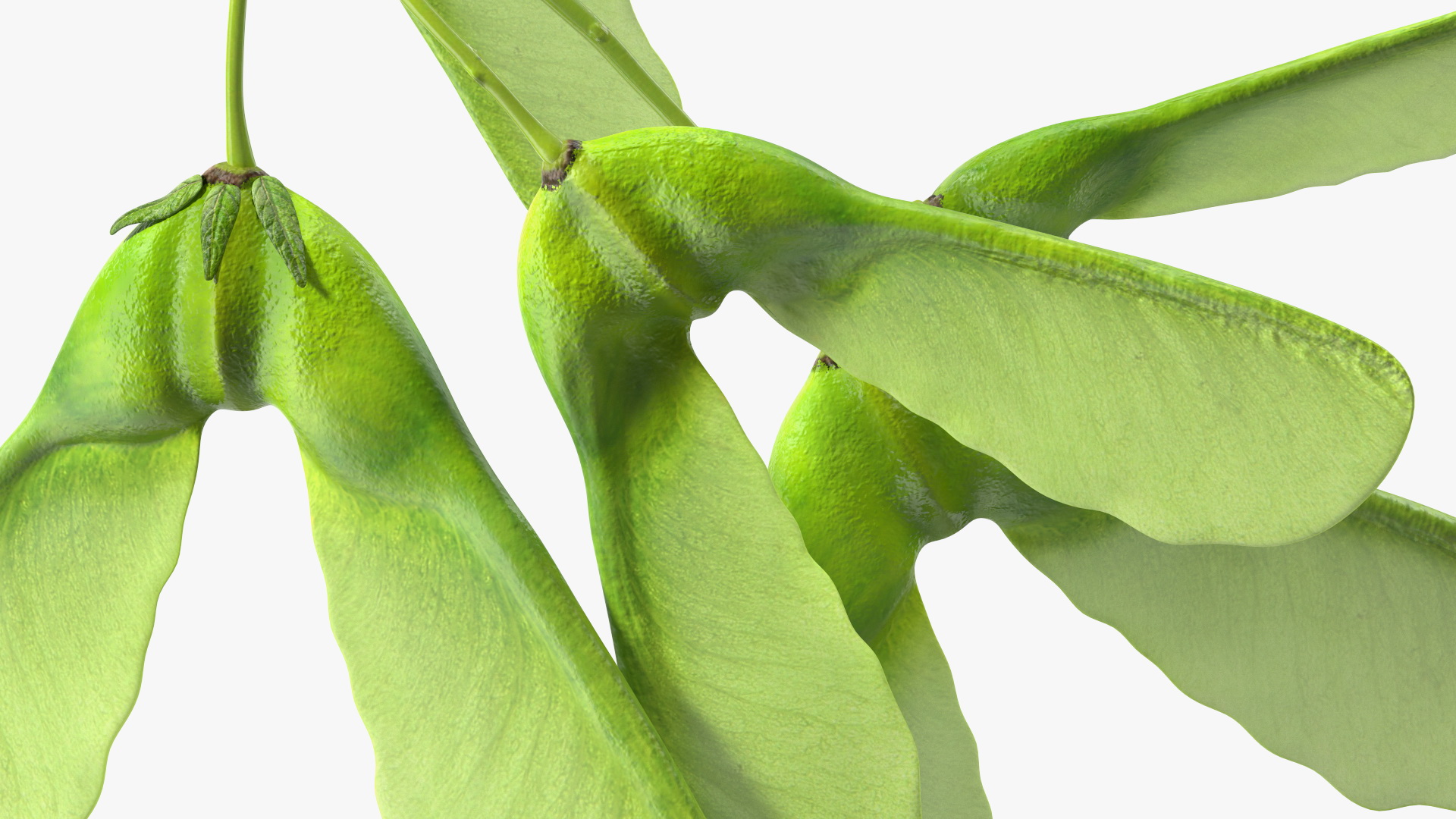 Green Maple Seeds Branch 3D model