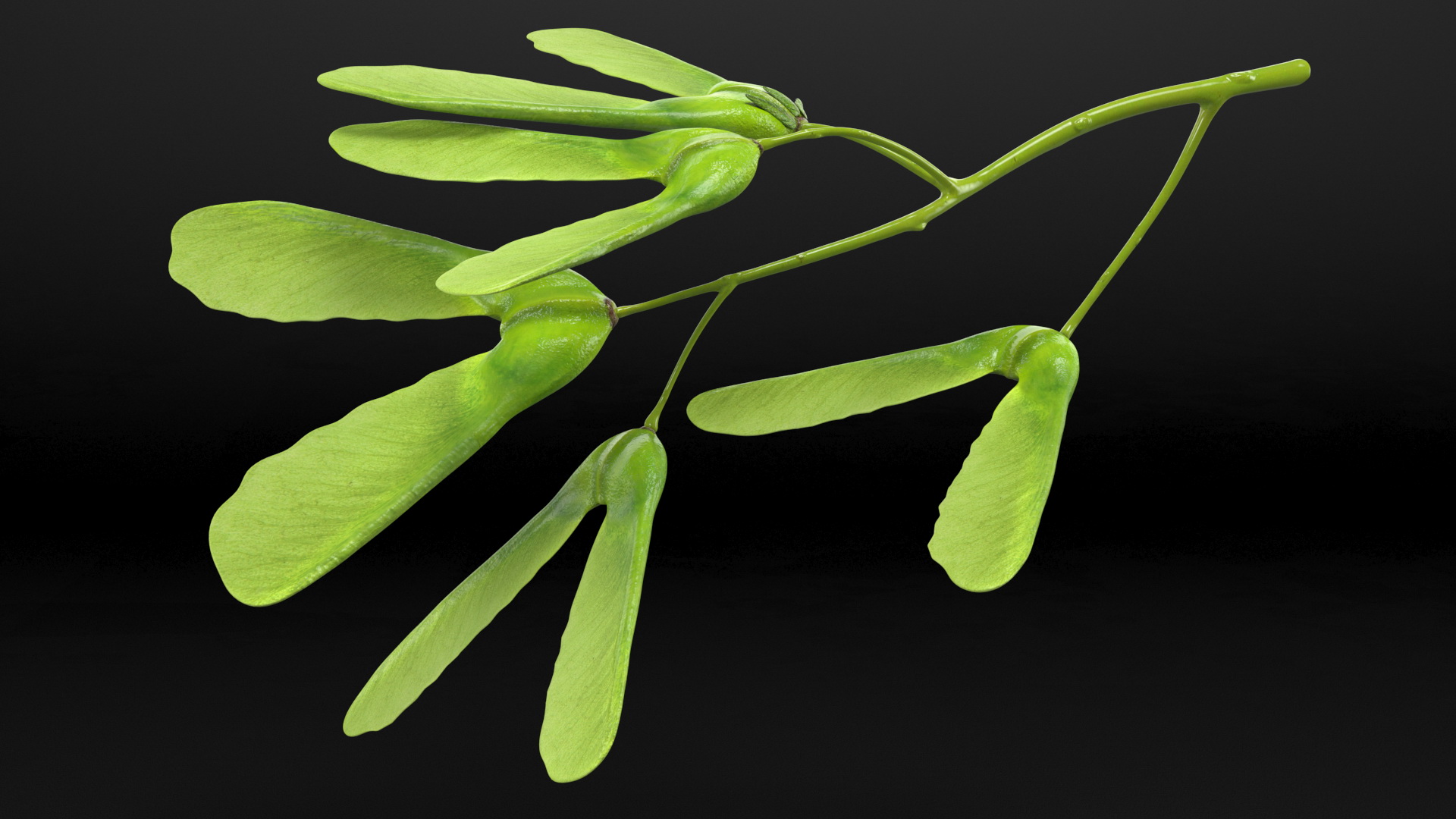 Green Maple Seeds Branch 3D model
