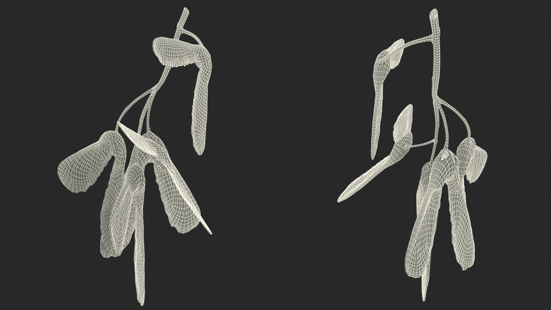 Green Maple Seeds Branch 3D model
