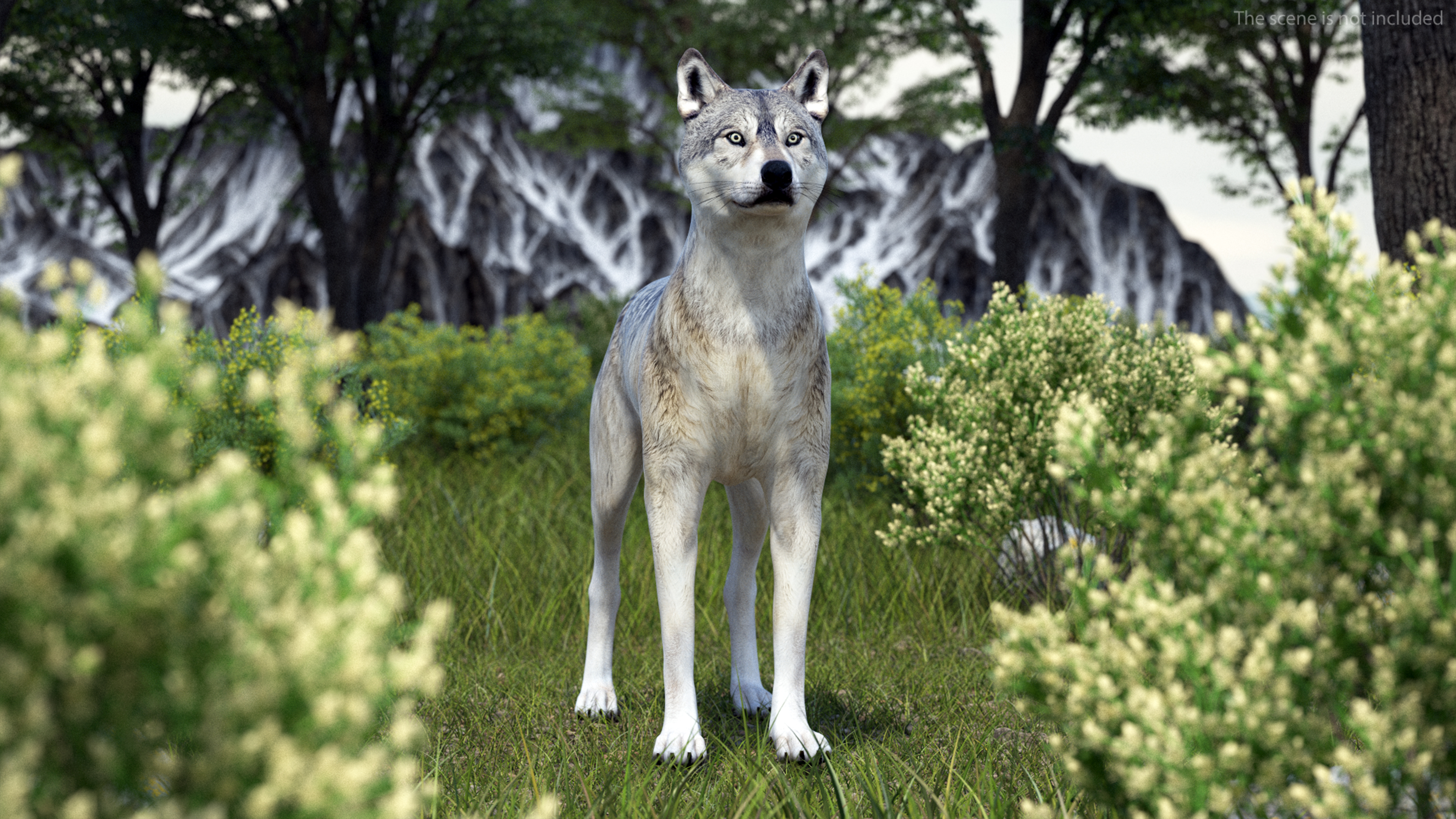 3D Timber Wolf