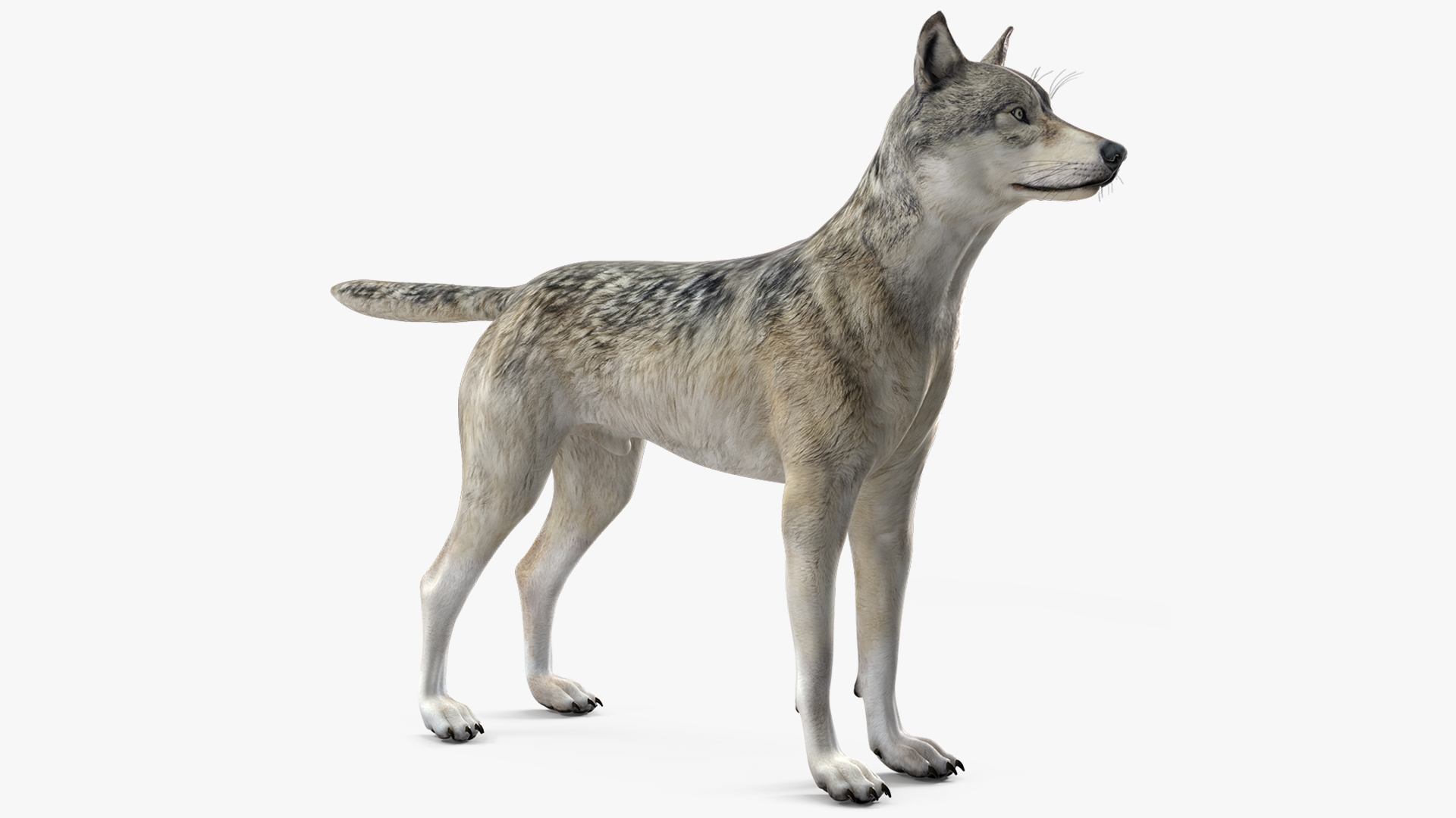 3D Timber Wolf